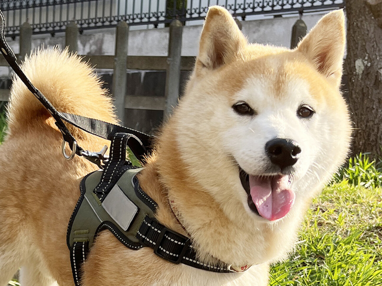 ★柴犬★福雀 SANTORY×笑点☆未使用•未開封品☆ むぎゅ🍙💛 #柴犬はらみ #harami_shiba #友達募集 #柴犬