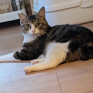 毛足長めキジ白【コウキ】