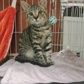 【4/26昭島】『人馴れ訓練中♡助さん4ヶ月』