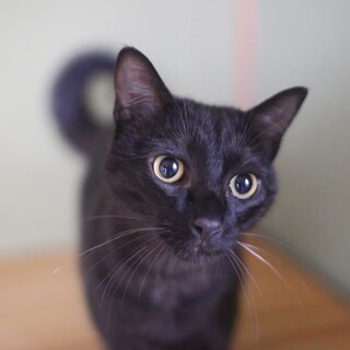 仲良し三姉妹の「あんこ」ちゃん♡