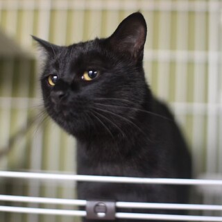 真っ黒三姉妹の「おはぎ」ちゃん♡