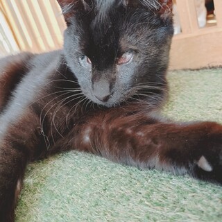 クロム様 ご確認ページ 黒猫ちゃん主役(*´˘`*)♡ ☆ 黒猫銀ちゃん、ご縁待ってます ☆ - ぽちとたま