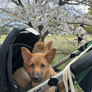 超人馴れ、小さい子も大丈夫なアルト君