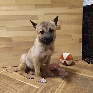 保健所救出犬！里親様緊急募集！！