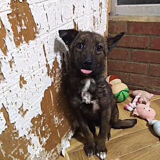 保健所救出犬！里親様緊急募集！！