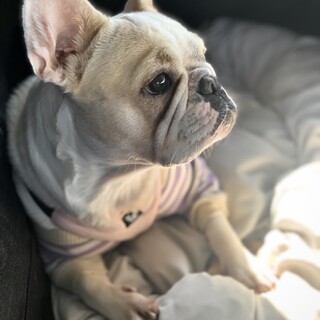 フレンチブルドッグの女の子の新しいご家族様募集