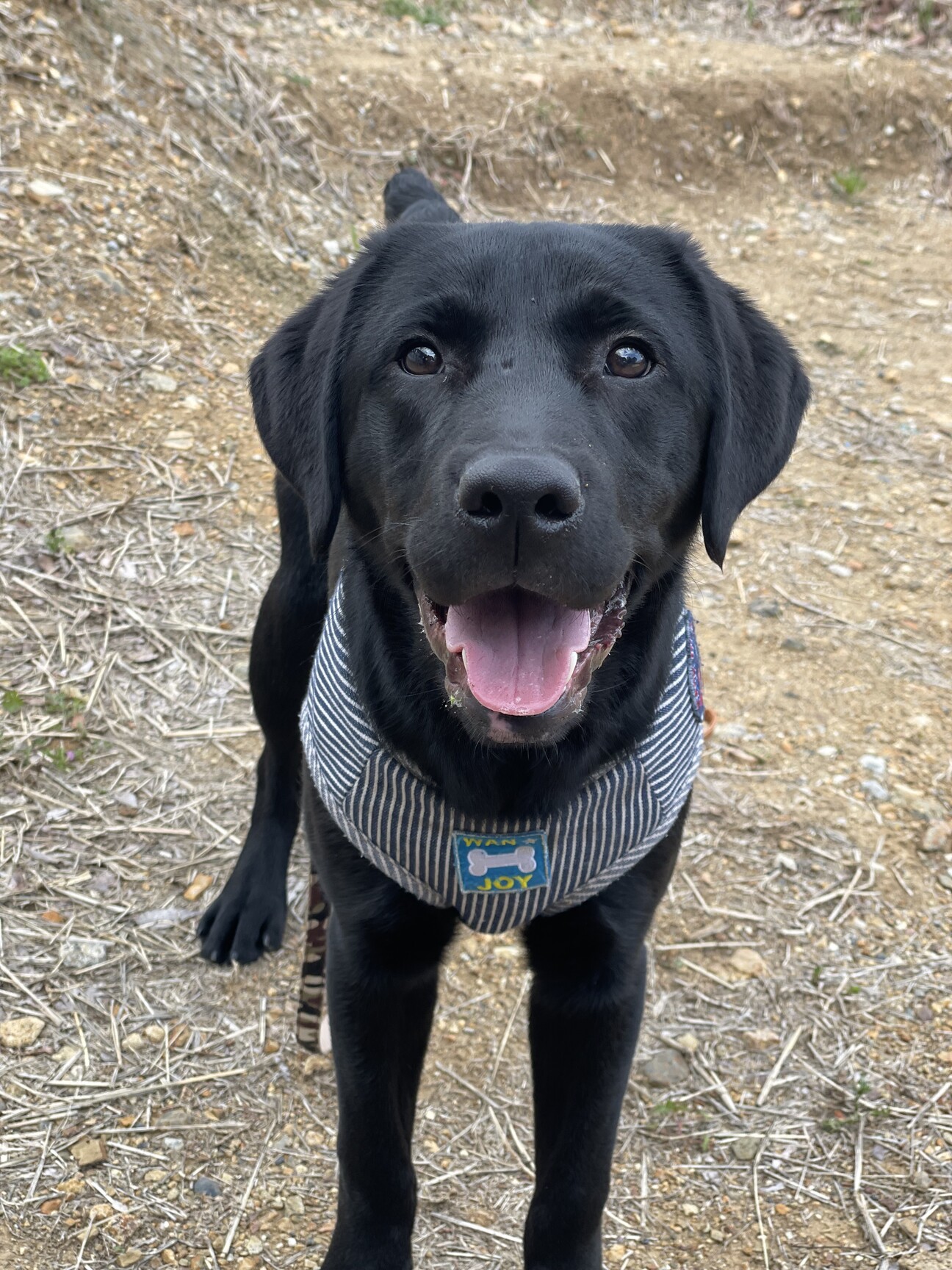 ラブラドールページ 空飛ぶラブラドール！ヘリコプター会社の看板犬をご紹介～南半球の