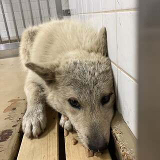 殺処分対象❗️収容期限4/15迄❗️延長なし