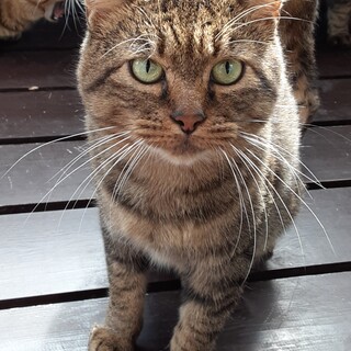 ボクはとってもいい子になりました。