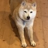 Gintaママに受け入れられた幸せな子です。 サムネイル2