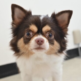 控えめに甘える姿にキュン！穏やかなチワワの女の子