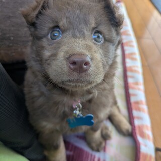 モフモフが可愛い女の子 結里 募集停止中