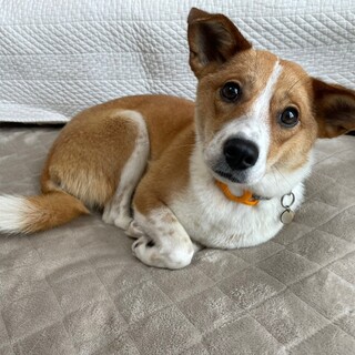 アイビー　女の子