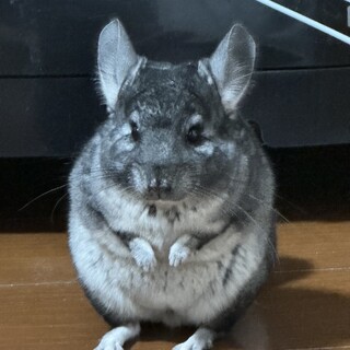 大事にしてくれる方　チンチラの女の子です。