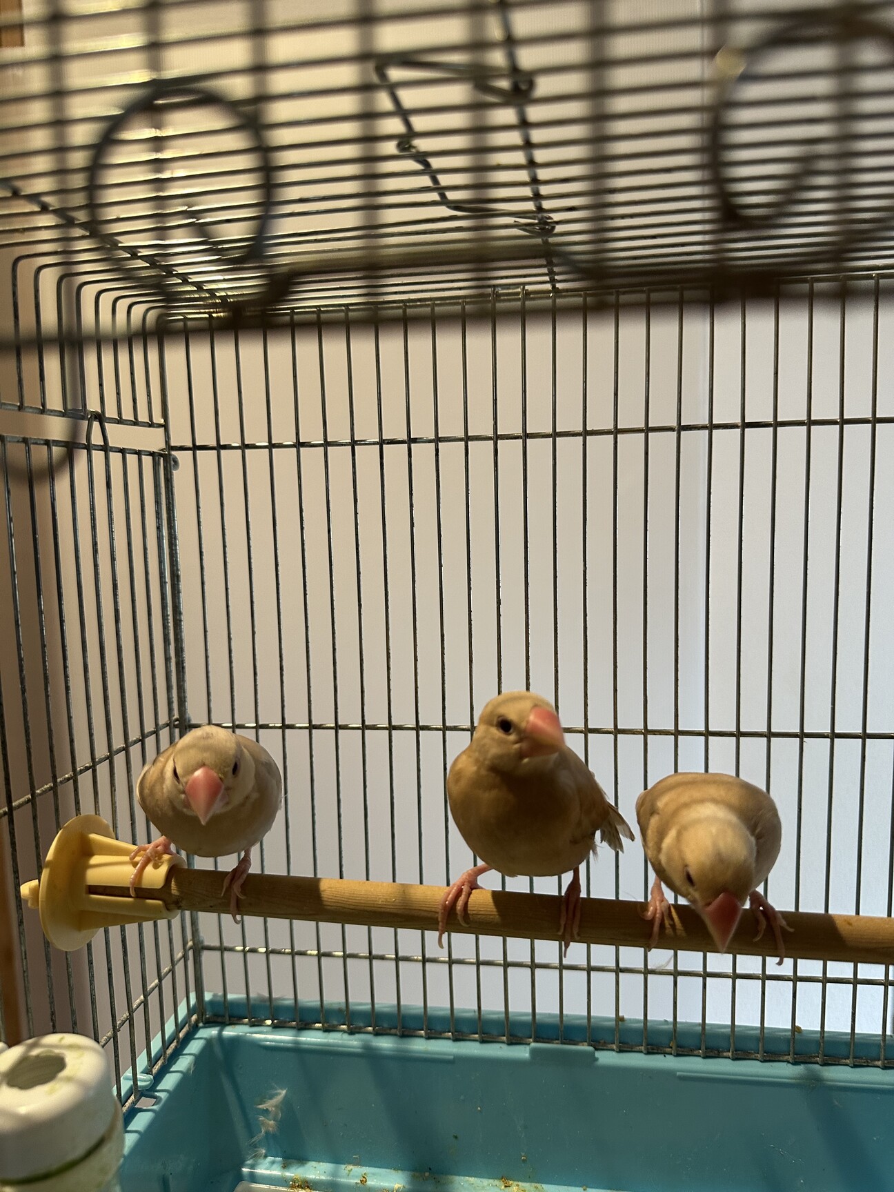 シナモン文鳥さま専用ページ シナモン文鳥の幼鳥 里親」神奈川県 - 鳥の里親募集(513615