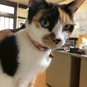 飼い主が失踪したため緊急で飼い主さんを探しています