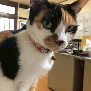 飼い主が失踪したため緊急で飼い主さんを探しています