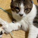 飼い主が失踪したため緊急で飼い主さんを探しています