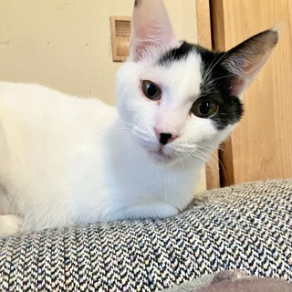 和風美人☆ひまりさん