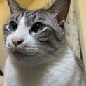 飼い主が失踪したため緊急で飼い主さん募集　ほそ君