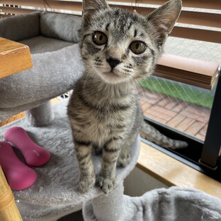 【4/26昭島】『人馴れ訓練中♡格さん4カ月」