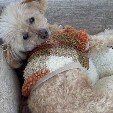 今年で１７歳のお爺ちゃん。まだまだ元気いっぱいです！