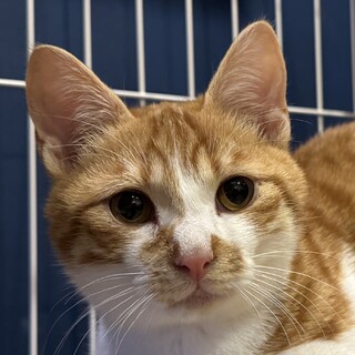 甘えん坊で可愛いちくわ君