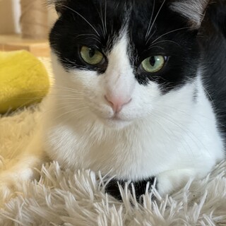  お膝好き　ハチワレぺぺくん