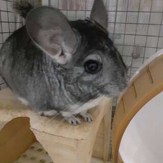 チンチラ里親様募集(撫でさせてくれます！)