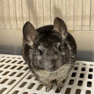 首カイカイが好きなチンチラのオス