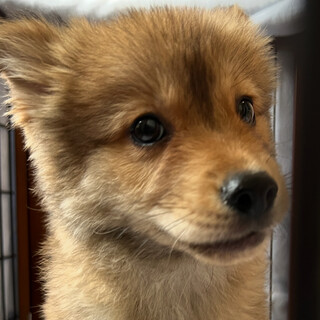 ごぅくん推定１月生☆お茶目なぼうや