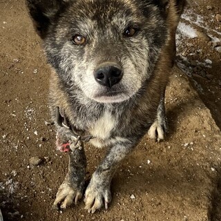 甲斐犬メスになります