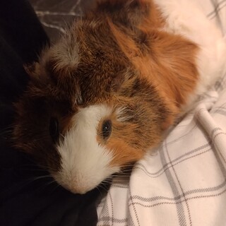 アビシニアンの男の子