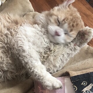 おうち決定〜ハーシー君