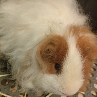 テッセルの男の子