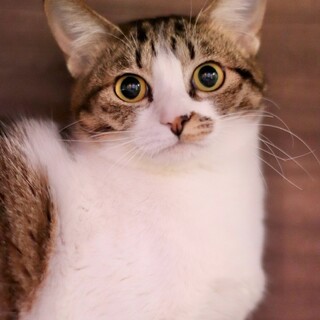 まんまるお顔のやっこちゃん