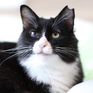 ニンニク柄がかわいいメイブちゃん