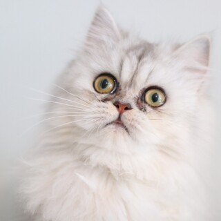 まっしろもふもふの天使プリシラちゃん