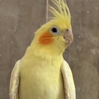 オカメインコ・ルチノー