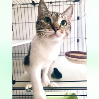 4/13(日)譲渡会 瞳に釘付け❤︎美少女あすみ