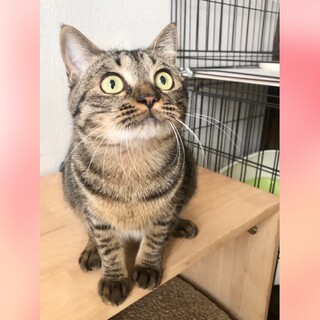 4/13譲渡会 まんまる丸顔♡はるみちゃん