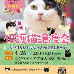 保護猫譲渡会@ユアペティア雪谷大塚店