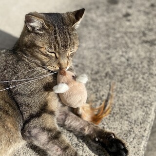 お話上手！甘えん坊！去勢ワクチン済！エイズ陰性！