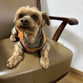 ヨークシャテリアのオス8歳元気な子です。