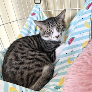 【4/27日東銀座】太陽くん★5ヵ月半♪