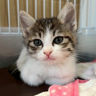 【4/13譲渡会】ふんわり兄妹「うるりん」