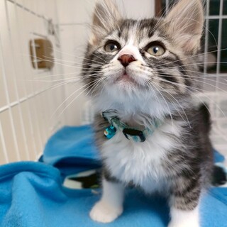 ふんわり兄妹「さらりん」