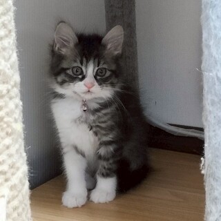 【4/13譲渡会】ふんわり兄妹「きらりん」