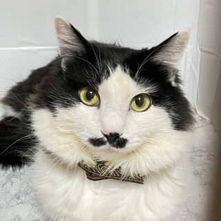 【6/7東銀座】清志郎くん★２歳♪