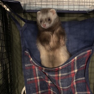 大切に育てていただける方。